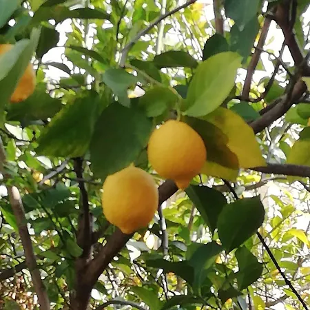 Ma Maison בית נופש נאפפליו