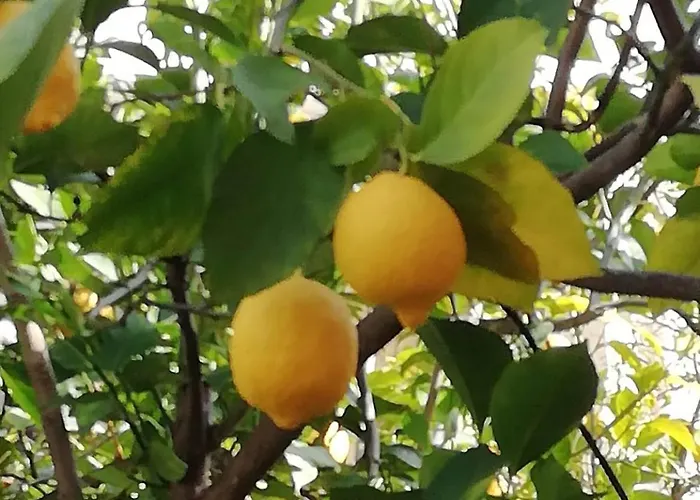 Ma Maison 펜션 나플리오